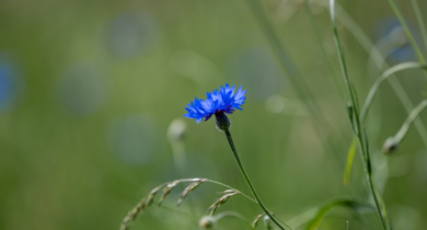 Eine blaue Kornblume